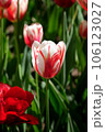 Closeup colorful tulip flower with sunny 106123027