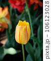Closeup colorful tulip flower with sunny 106123028