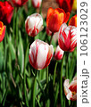 Closeup colorful tulip flower with sunny 106123029
