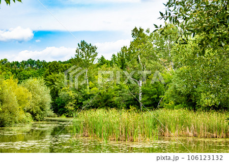 Beautiful grass swamp reed growing on shore reservoir in countryside Beautiful grass swamp reed growing on shore reservoir in countryside 106123132