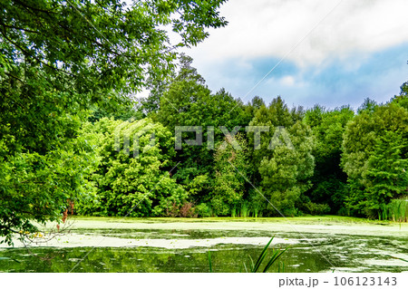 Beautiful grass swamp reed growing on shore reservoir in countryside Beautiful grass swamp reed growing on shore reservoir in countryside 106123143