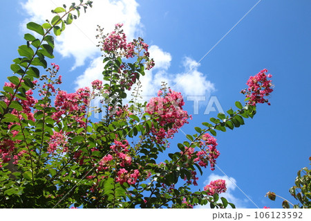 百日紅の花と白い雲の背景 106123592