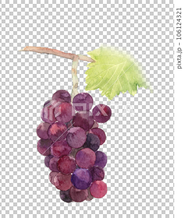 水彩で描いた葡萄（オーロラブラック）のイラスト 白バック 透過背景 106124321