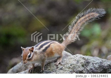 耳を立てて周囲を警戒するシマリス 106124401