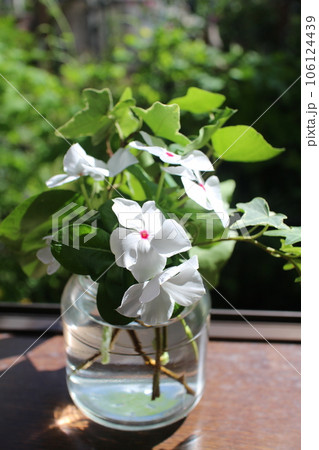 ニチニチソウの白い花を生ける ニチニチソウの白い花を生ける 106124439