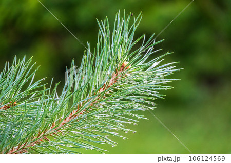 Background of green pine branches with water drops after rain 106124569