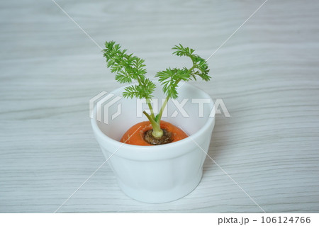 再生野菜(ニンジン) 106124766