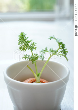 再生野菜(ニンジン) 106124767