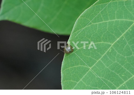 クズの葉にいるマルカメムシ クズの葉にいるマルカメムシ 106124811