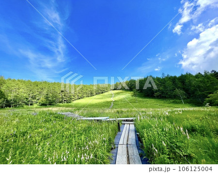夏空と爽やかな高原の湿原　 106125004