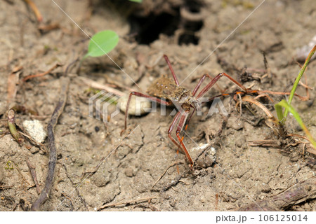 獲物を求めて土の上を歩くオオトビサシガメの幼虫(マクロレンズ使用・ストロボ+自然光・接写写真) 獲物を求めて土の上を歩くオオトビサシガメの幼虫(マクロレンズ使用・ストロボ+自然光・接写写真) 106125014
