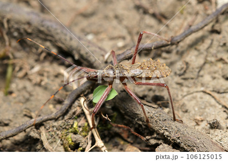 獲物を求めて土の上を歩くオオトビサシガメの幼虫（マクロレンズ使用・ストロボ＋自然光・接写写真） 106125015