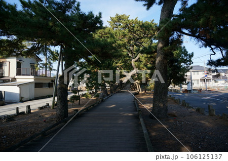 羽衣の松から御穂神社へ通ずる神の道【日本・静岡】 羽衣の松から御穂神社へ通ずる神の道【日本・静岡】 106125137