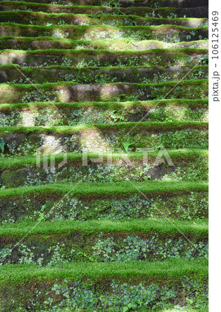 鎌倉 妙法寺 美しい苔石段(神奈川県) 鎌倉 妙法寺 美しい苔石段(神奈川県) 106125469
