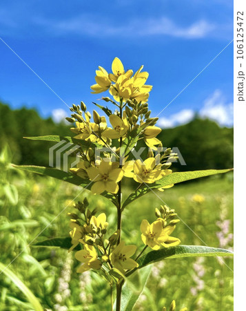 風にそよぐクサレダマ 106125472