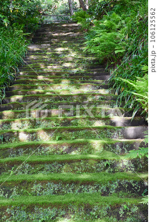 鎌倉 妙法寺 美しい苔石段（神奈川県） 106125562
