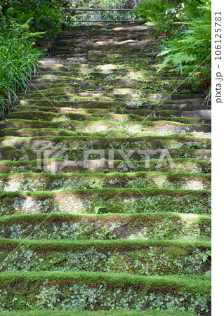 鎌倉 妙法寺 美しい苔石段（神奈川県） 106125781