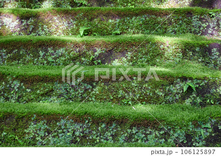鎌倉 妙法寺 美しい苔石段(神奈川県) 鎌倉 妙法寺 美しい苔石段(神奈川県) 106125897