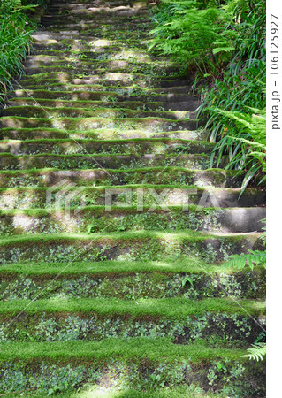 鎌倉 妙法寺 美しい苔石段（神奈川県） 106125927