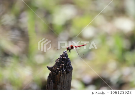 葉にとまるトンボ 106125928