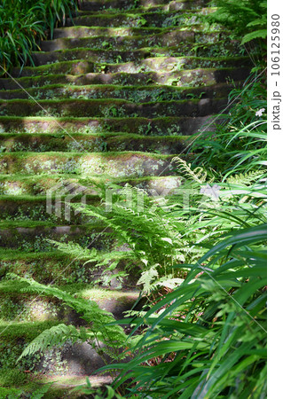 鎌倉 妙法寺 美しい苔石段（神奈川県） 106125980
