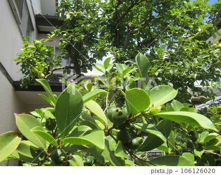 未だ未だ青いトロピカルフルーツヒメグァバの実 106126020