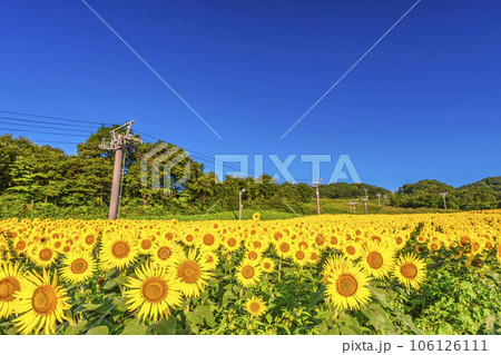 夏の三ノ倉高原(スキー場）　満開のひまわりフェスタ2023　福島県喜多方市 106126111