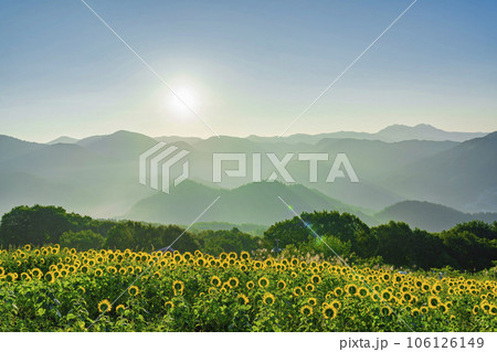 夏の三ノ倉高原(スキー場) 満開のひまわりフェスタ2023 福島県喜多方市 夏の三ノ倉高原(スキー場) 満開のひまわりフェスタ2023 福島県喜多方市 106126149