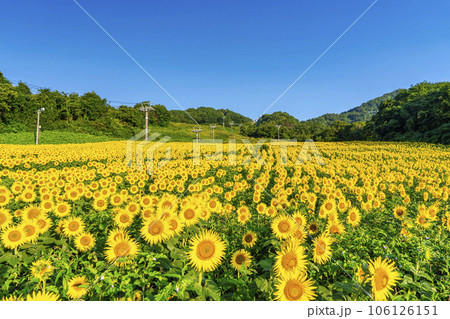 夏の三ノ倉高原(スキー場）　満開のひまわりフェスタ2023　福島県喜多方市 106126151