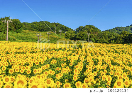 夏の三ノ倉高原(スキー場）　満開のひまわりフェスタ2023　福島県喜多方市 106126154