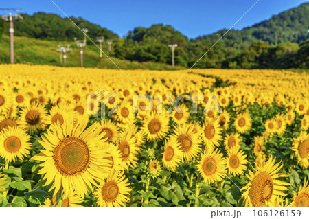 夏の三ノ倉高原(スキー場) 満開のひまわりフェスタ2023 福島県喜多方市 夏の三ノ倉高原(スキー場) 満開のひまわりフェスタ2023 福島県喜多方市 106126159