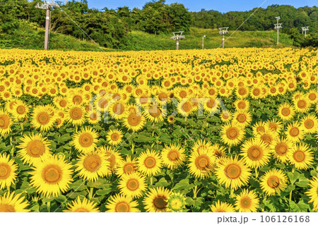 夏の三ノ倉高原(スキー場）　満開のひまわりフェスタ2023　福島県喜多方市 106126168