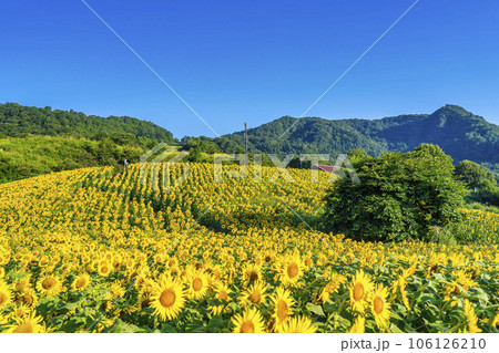夏の三ノ倉高原(スキー場) 満開のひまわりフェスタ2023 福島県喜多方市 夏の三ノ倉高原(スキー場) 満開のひまわりフェスタ2023 福島県喜多方市 106126210