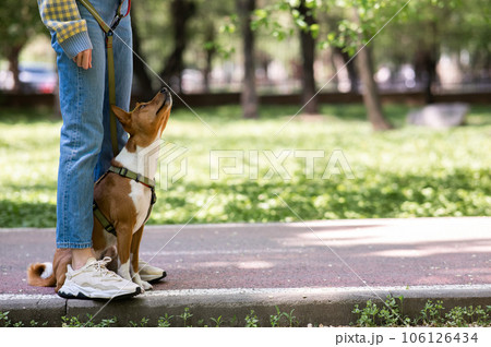 An African basenji dog sits at the feet of its owner in the park. 106126434