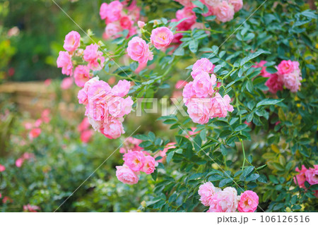Beautiful pink roses flower in the garden Beautiful pink roses flower in the garden 106126516