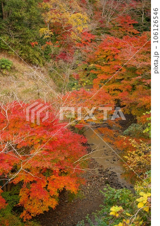 紅葉が見頃となった錦秋の志駒川渓谷の俯瞰風景 Ver2 紅葉が見頃となった錦秋の志駒川渓谷の俯瞰風景 Ver2 106126546