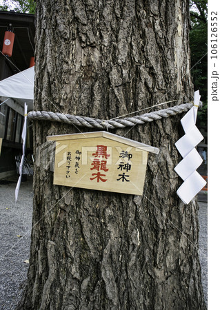 東京都　田無神社（たなしじんじゃ）　ご神木　五龍神のパワースポット 106126552