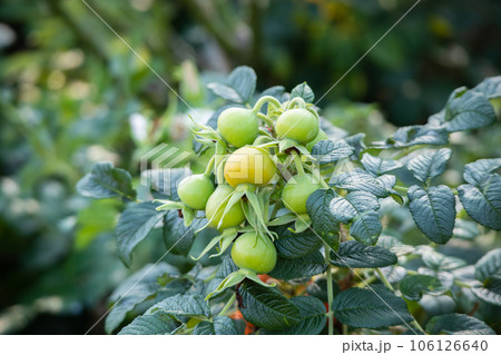 Wild rose hip in organic garden Wild rose hip in organic garden 106126640