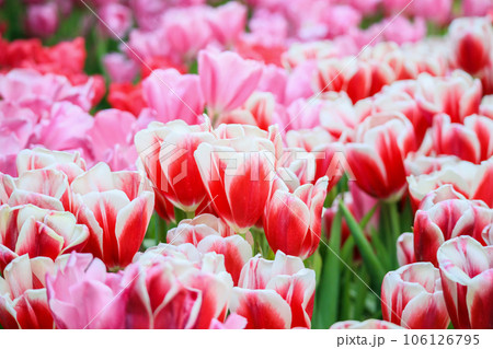 Fresh colorful tulips flower bloom in the garden 106126795