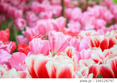 Fresh colorful tulips flower bloom in the garden 106126797