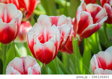 Fresh red tulips flower bloom in the garden Fresh red tulips flower bloom in the garden 106126801