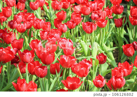 Fresh red tulips flower bloom in the garden 106126802