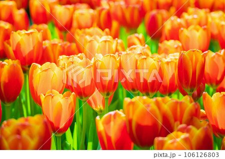 Fresh colorful tulips flower bloom in the garden 106126803