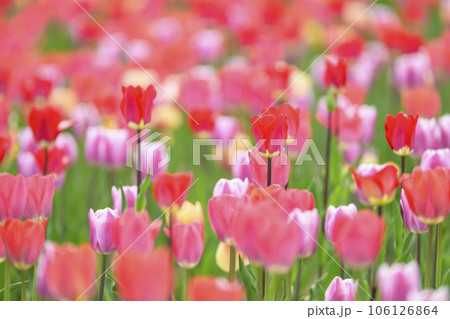 満開のチューリップ 106126864