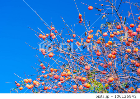 【秋素材】木に生っている柿の実と青空【長野県】 106126945