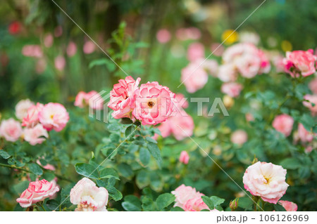 Beautiful colorful pink roses flower in the garden 106126969