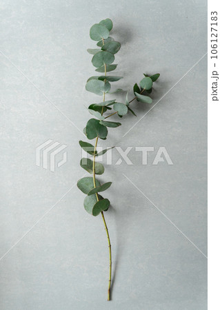 ユーカリの枝、ライトグリーン背景 ユーカリの枝、ライトグリーン背景 106127183