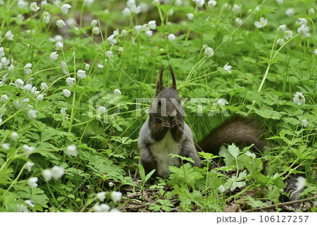 エゾリス エゾリス 106127257