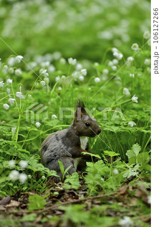 エゾリス 106127266