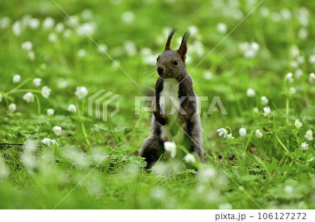 エゾリス 106127272